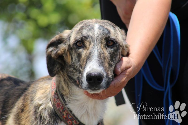 Yuma Vermittlung von herrenlosen Tieren durch Asociacion Parenas Spanien